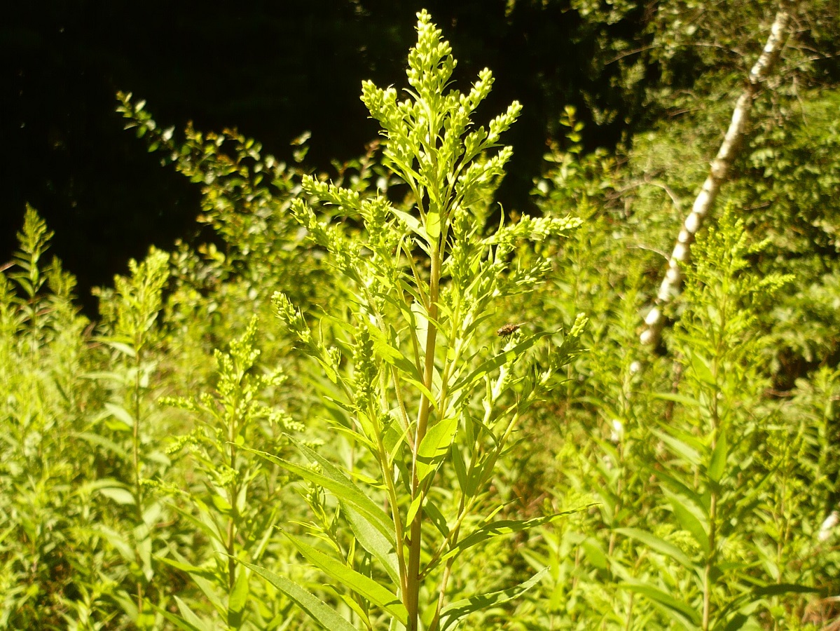 Solidago canadensis (Asteraceae)